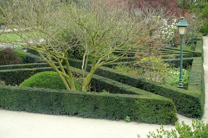 Strak geschoren buxushagen in een formele tuin
